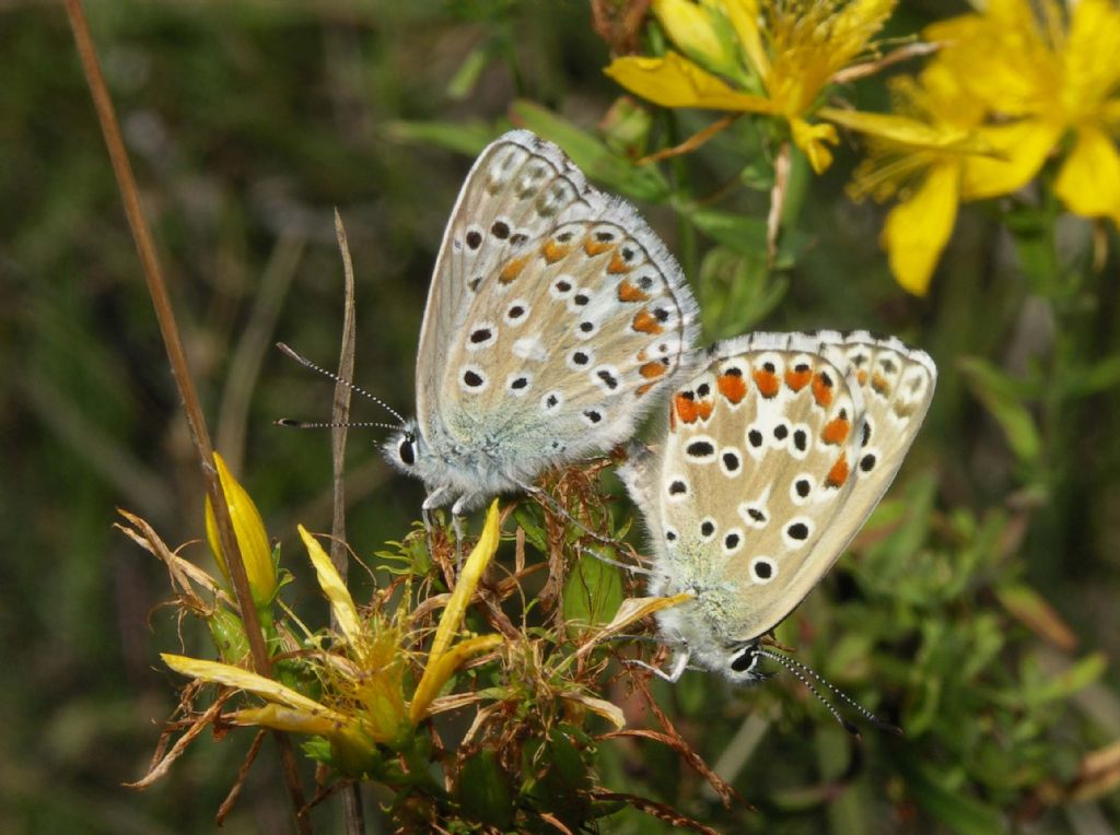 M e F  : foto di coppia